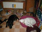 buerotruppe